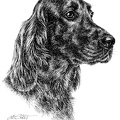 Irischer Setter - Irish Setter - T45