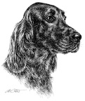 Irischer Setter - Irish Setter - T45