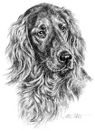 Irischer Setter - Irish Setter - T44