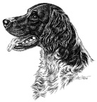 Kleiner Münsterländer - Small Münsterländer - T46