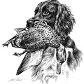 Kleiner Münsterländer - Small Münsterländer - T48