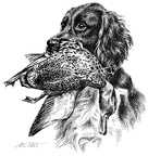 Kleiner Münsterländer - Small Münsterländer - T48