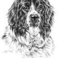 Landseer-T49