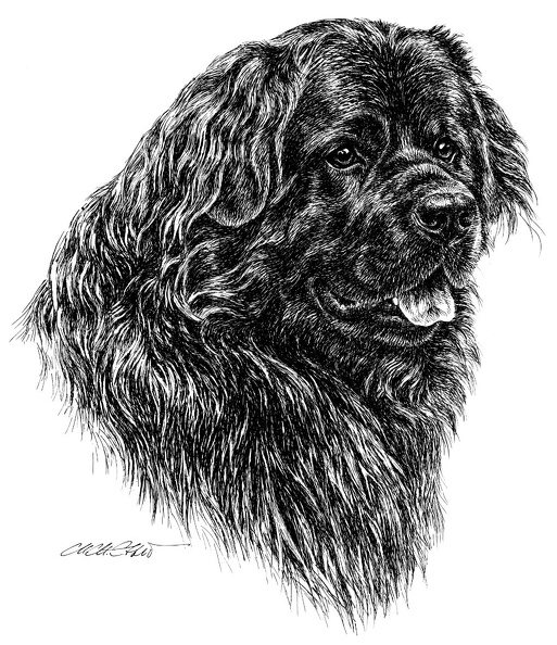 Neufundländer-T50.jpg