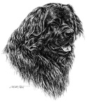 Neufundländer - Newfoundland - T50