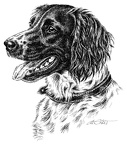 Kleiner Münsterländer - Small Münsterländer - T47