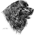 Neufundländer - Newfoundland - T51