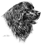 Neufundländer - Newfoundland - T51