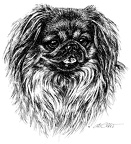 Pekinese - T52