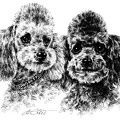 Pudel Gruppe - Poodle Group -T54