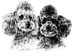 Pudel Gruppe - Poodle Group -T54