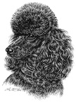 Pudel - Poodle - T53