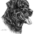Rottweiler - T55