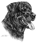 Rottweiler - T55
