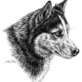 Sibirischer Husky - Siberien Husky - T58