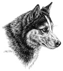 Sibirischer Husky - Siberien Husky - T58
