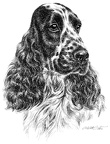 Cocker Spaniel - T59