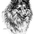 Sheltie - Shetland Sheepdog - T57