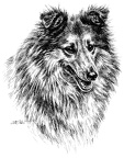 Sheltie - Shetland Sheepdog - T57