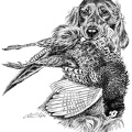 Irischer Setter - Irish Setter - T56