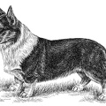 Welsh Corgi - T61
