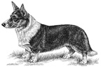 Welsh Corgi - T61