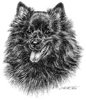 Spitz - Keeshond - T60