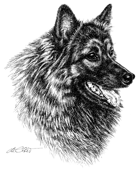 Wolfsspitz-T63.jpg