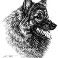 Wolfsspitz - Keeshond - T63