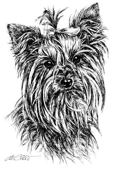 YorkshireTerrier-T64.jpg