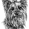 Yorkshire Terrier - T64