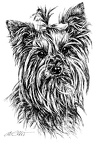 Yorkshire Terrier - T64