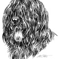 Briard - S29