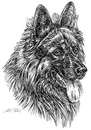 Deutscher Schäferhund - German Shepherd Dog - S63