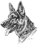 Deutscher Schäferhund - German Shepherd Dog - S64