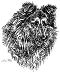 Sheltie - Shetland Sheepdog - S148