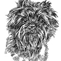 Affenpinscher - Monkey Terrier - S1