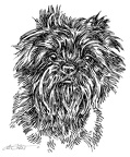 Affenpinscher - Monkey Terrier - S1