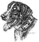 Appenzeller Sennenhund - Appenzell Mountain Dog - S9