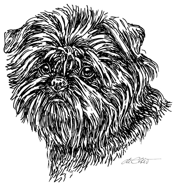 Affenpinscher2-S2.jpg