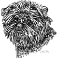 Affenpinscher - Monkey Terrier - S2