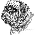 Bordeaux Dogge - Bordeaux Mastiff - S22