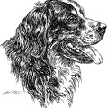 Berner Sennenhund - Bernese Mountain Dog - S19