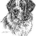 Bernhardiner - Saint Bernard - S20