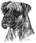 Boxer - S26
