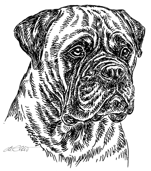 Bullmastiff-S30.jpg