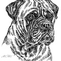Bullmastiff - S30
