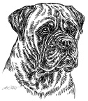 Bullmastiff - S30