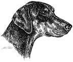 Dobermann - Doberman - S71