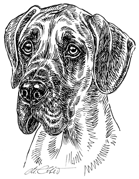 Dogge-S72.jpg